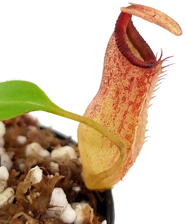 Nepenthes petiolata x flava BE-4035