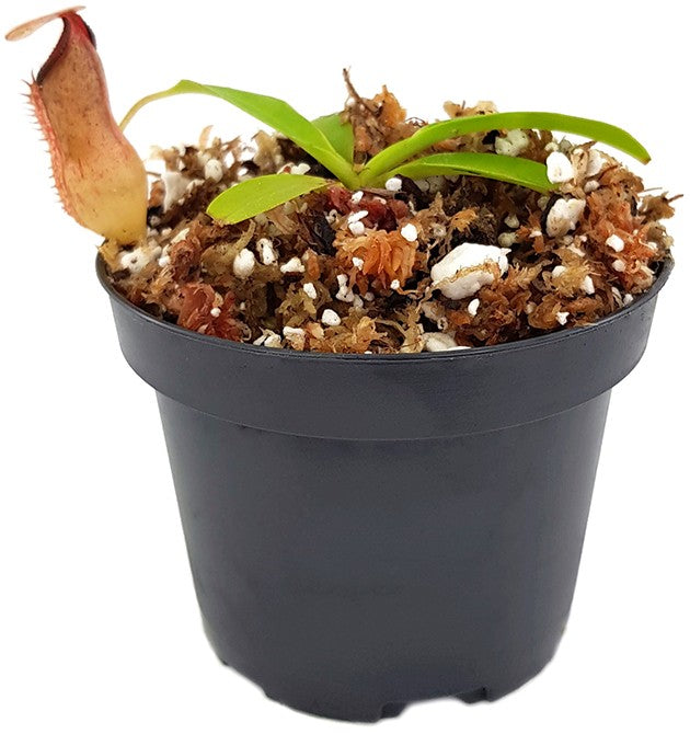 Nepenthes petiolata x flava BE-4035