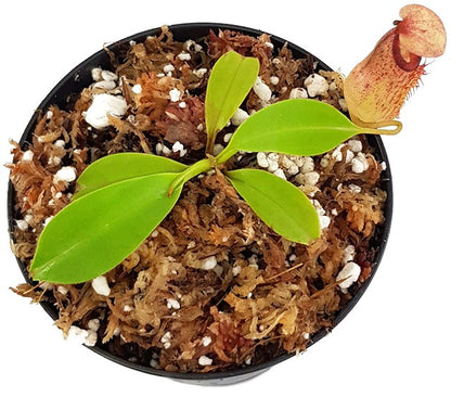 Nepenthes petiolata x flava BE-4035