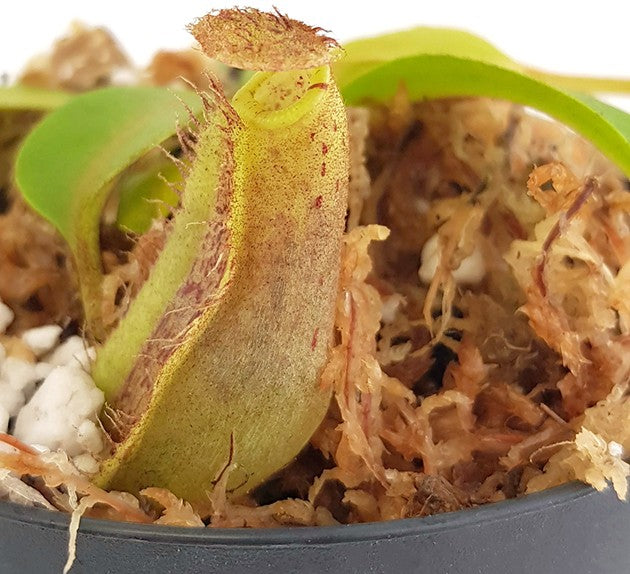 Nepenthes platychila x robcantleyi BE-3946