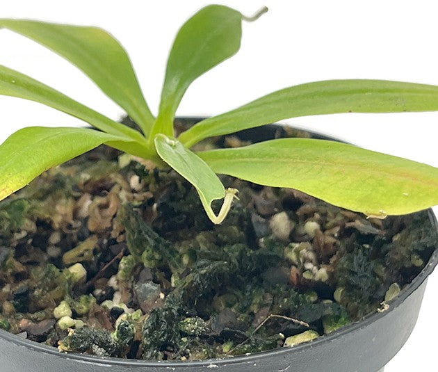 Nepenthes rafflesiana BE-4519