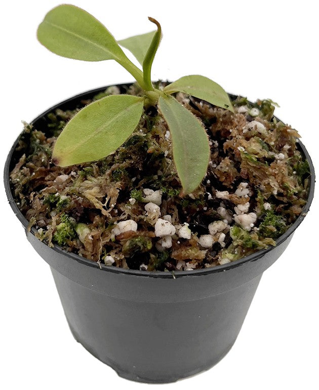 Nepenthes rajah x (burbidgeae x edwardsiana) BE-4551 selected Klon ...