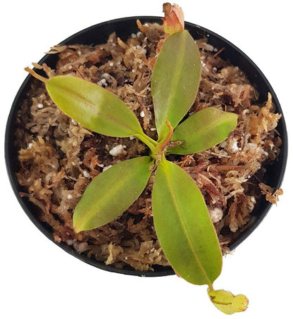 Nepenthes rajah x klossii BE-4071