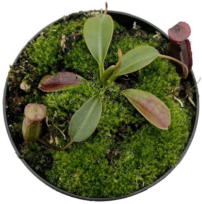 Nepenthes rajah x lowii BE-4529