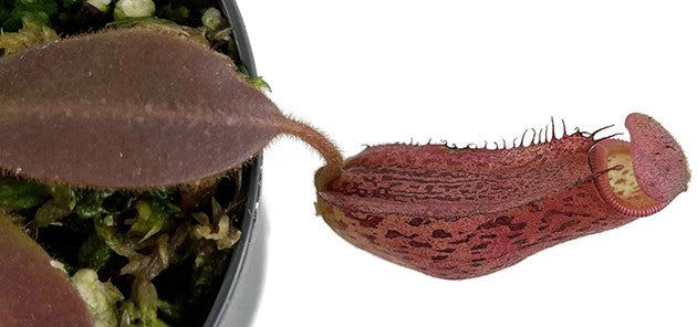 Nepenthes rajah x platychila BE-4509