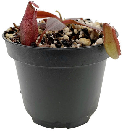 Nepenthes rajah x (veitchii x platychila) BE-4017