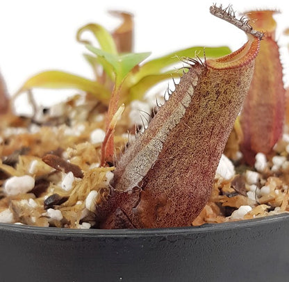 Nepenthes ramispina x robcantleyi BE-3939