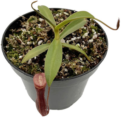 Nepenthes ramispina x singalana BE-3829