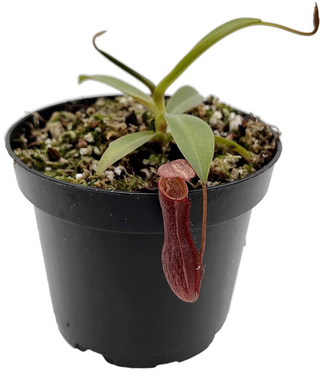 Nepenthes ramispina x singalana BE-3829