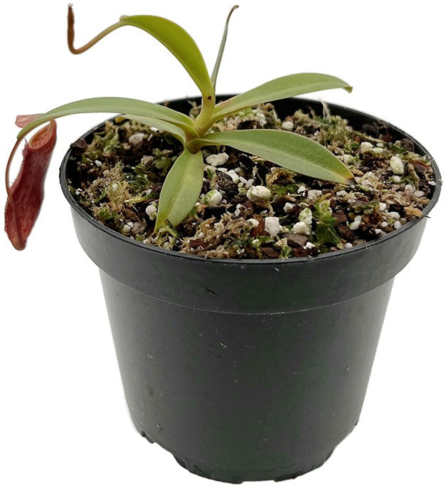 Nepenthes ramispina x singalana BE-3829