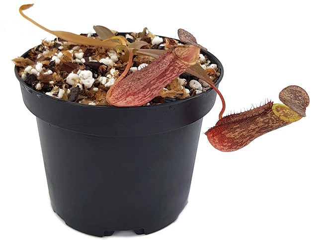 Nepenthes ramispina x spectabilis BE-3789