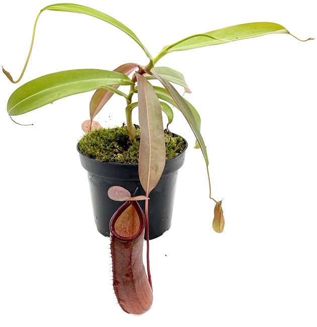 Nepenthes X Rebecca Soper