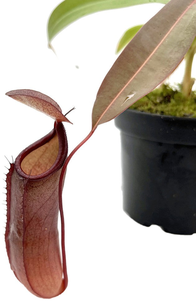 Nepenthes X Rebecca Soper