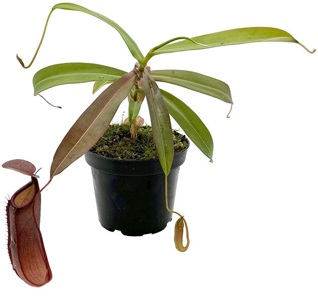 Nepenthes X Rebecca Soper