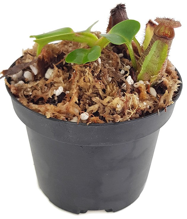 Nepenthes robcantleyi BE-3517