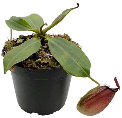 Nepenthes robcantleyi x ampullaria BE-3767