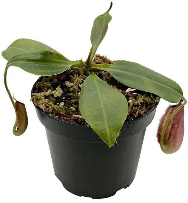 Nepenthes robcantleyi x ampullaria BE-3767