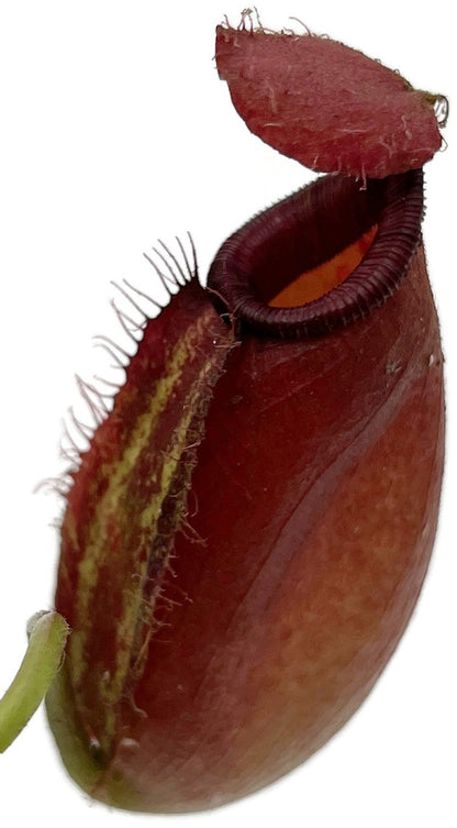 Nepenthes robcantleyi x ampullaria BE-3767