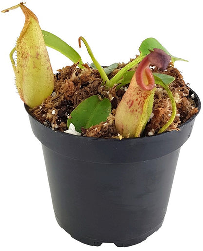 Nepenthes robcantleyi x (burbidgeae x edwardsiana) BE-4023