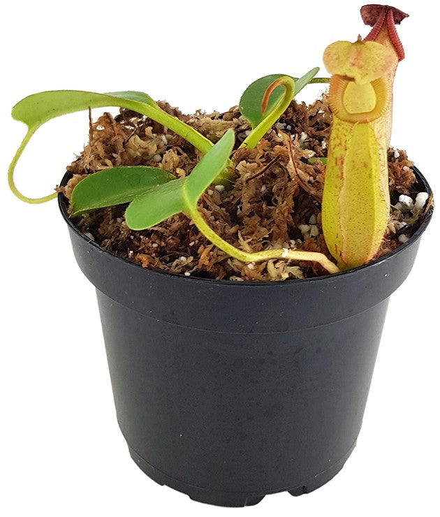 Nepenthes robcantleyi x (burbidgeae x edwardsiana) BE-4023