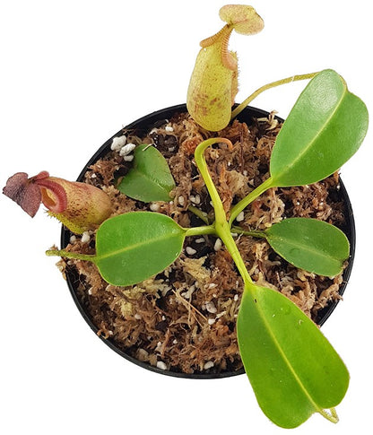 Nepenthes robcantleyi x (burbidgeae x edwardsiana) BE-4023