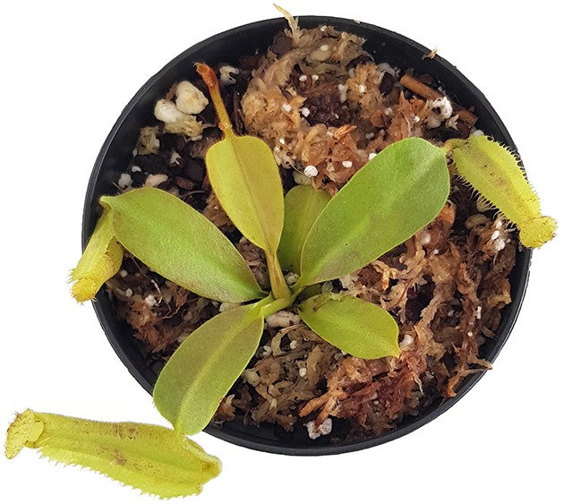 Nepenthes robcantleyi x platychila BE-4082