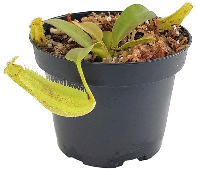 Nepenthes robcantleyi x platychila BE-4082