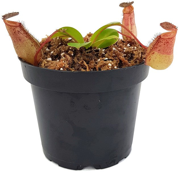 Nepenthes robcantleyi x (sibuyanensis x ventricosa) BE-3748