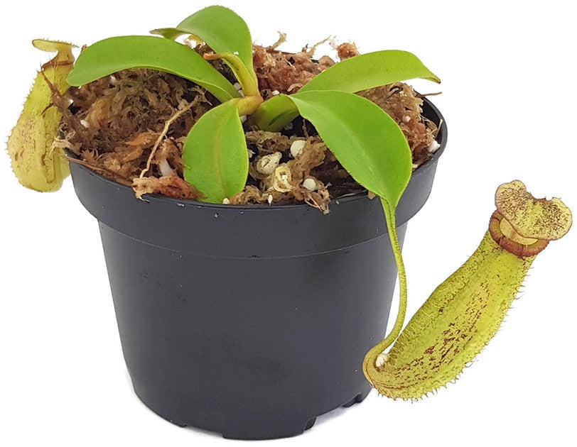 Nepenthes robcantleyi x spectabilis BE-3754