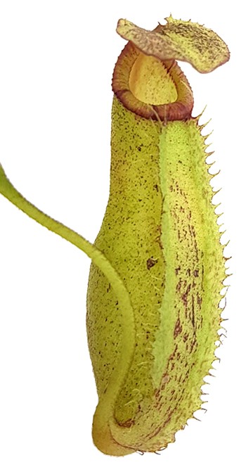 Nepenthes robcantleyi x spectabilis BE-3754