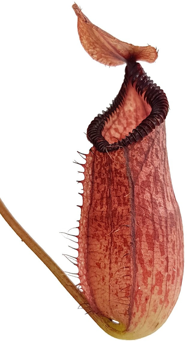 Nepenthes sibuyanensis x hamata BE-3562