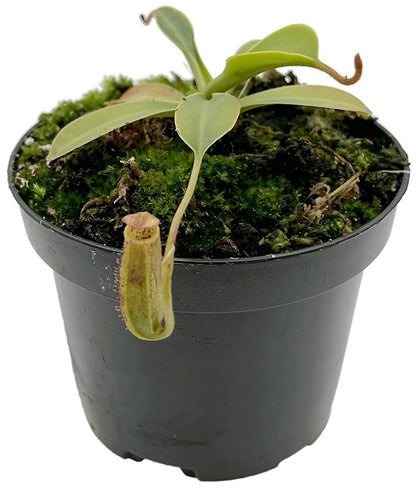 Nepenthes sibuyanensis x lowii BE-4504