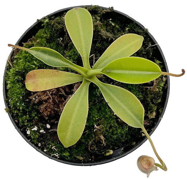 Nepenthes sibuyanensis x lowii BE-4504