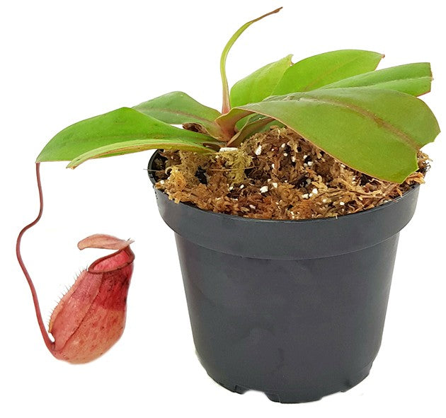 Nepenthes sibuyanensis x merrilliana BE-3542