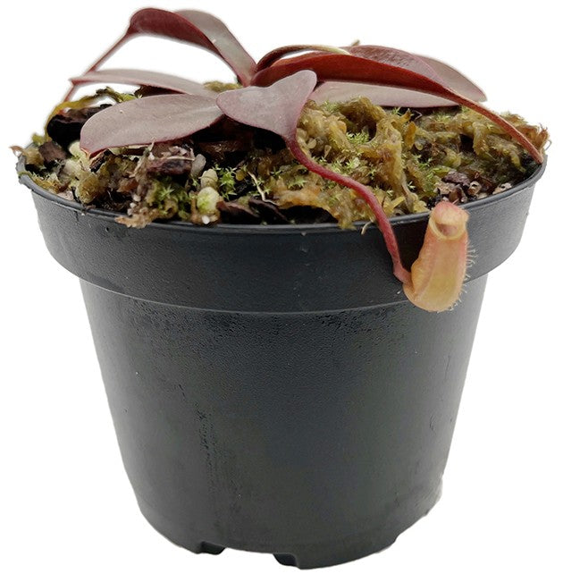 Nepenthes sibuyanensis x peltata BE-4532