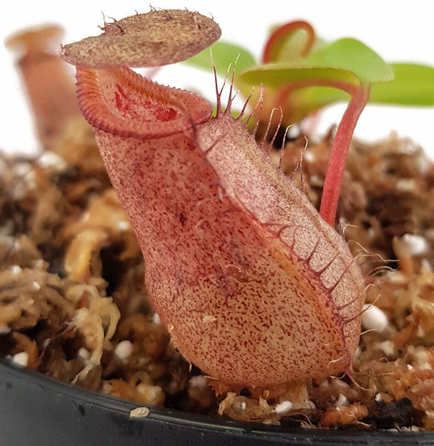 Nepenthes sibuyanensis x robcantleyi BE-3713