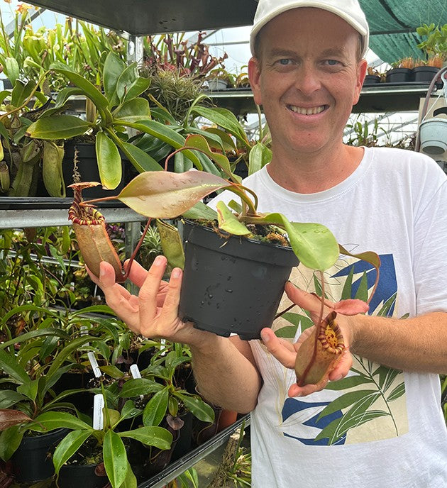 Nepenthes sibuyanensis x (veitchii x lowii) BE-3986 - XL Showpiece