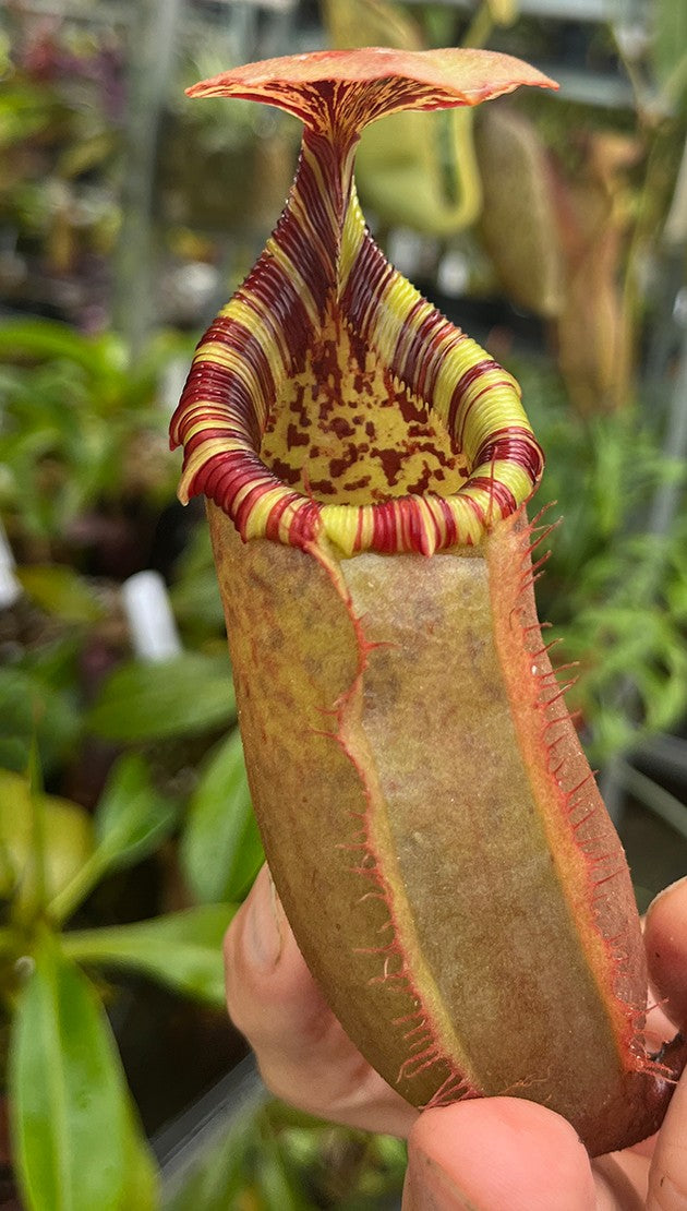 Nepenthes sibuyanensis x (veitchii x lowii) BE-3986