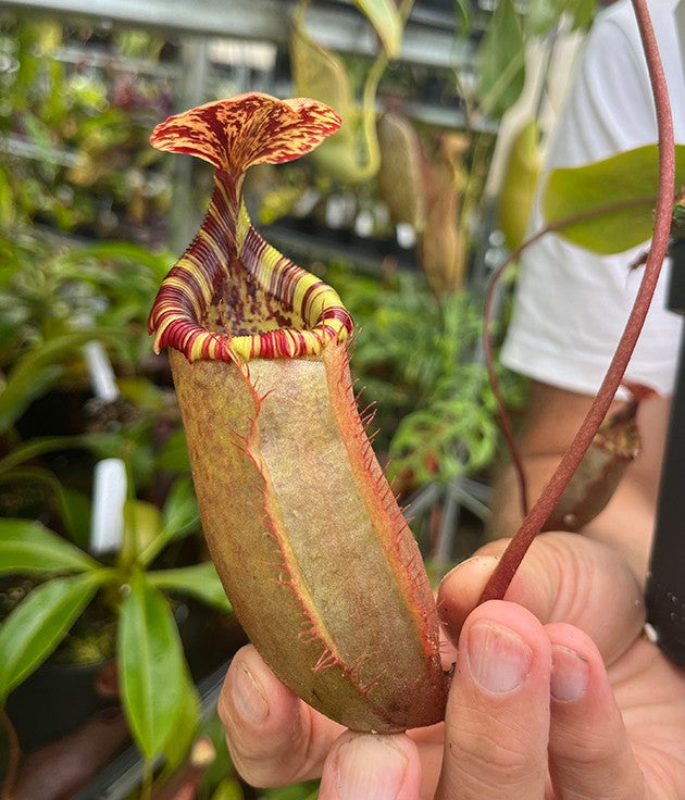 Nepenthes sibuyanensis x (veitchii x lowii) BE-3986 - XL Showpiece