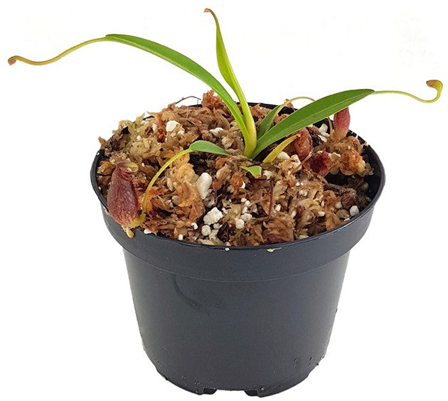 Nepenthes singalana x aristolochioides BE-4092