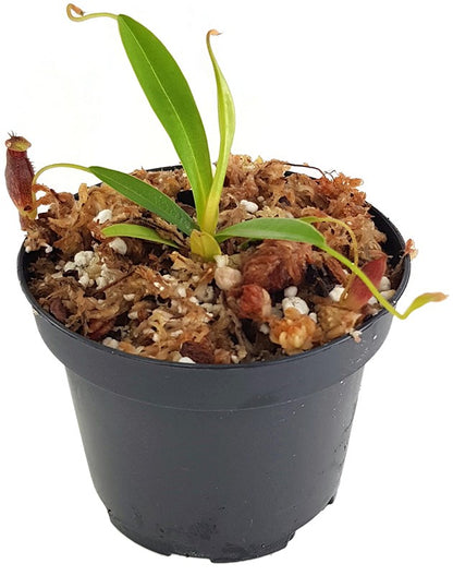 Nepenthes singalana x aristolochioides BE-4092