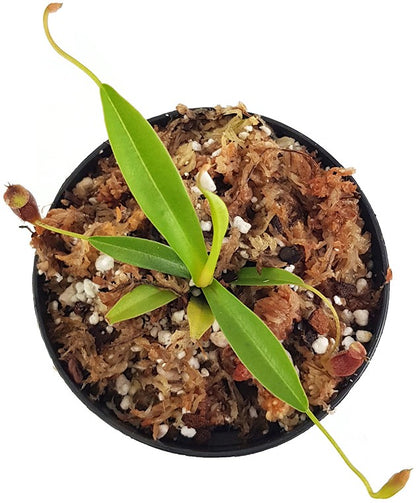 Nepenthes singalana x aristolochioides BE-4092