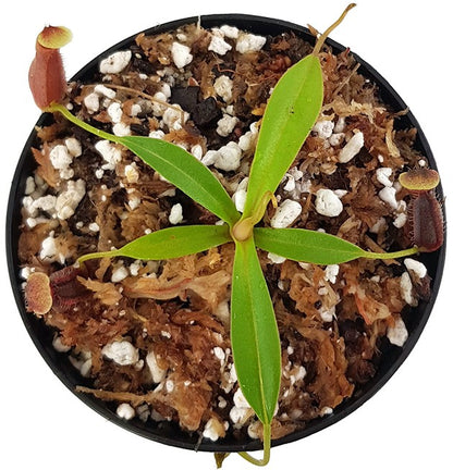 Nepenthes singalana x ovata BE-3882