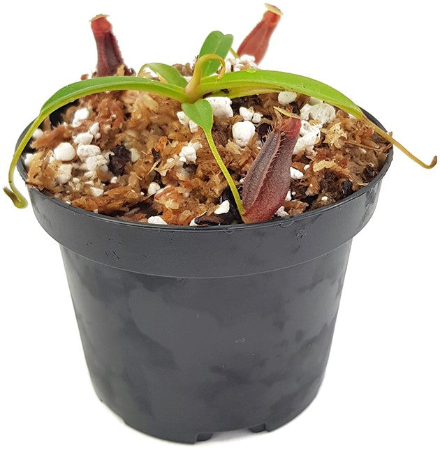 Nepenthes singalana x ovata BE-3882