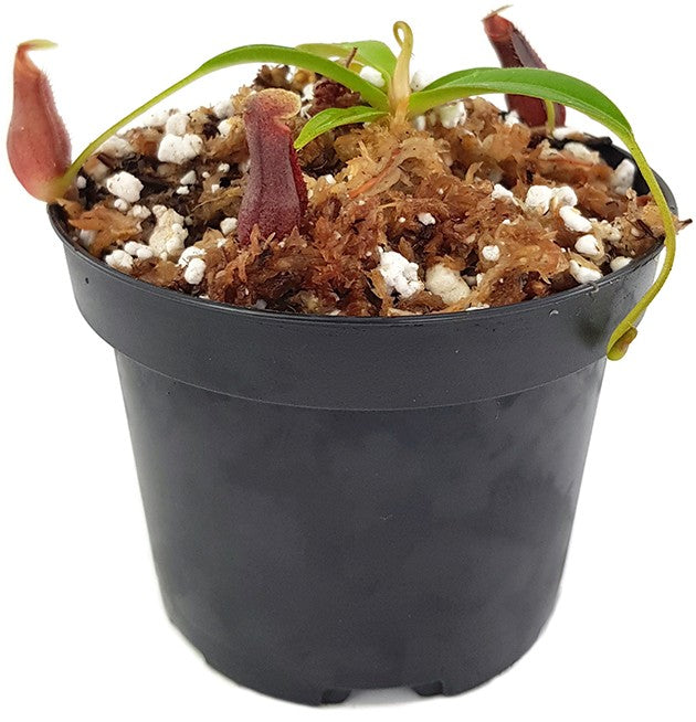 Nepenthes singalana x ovata BE-3882