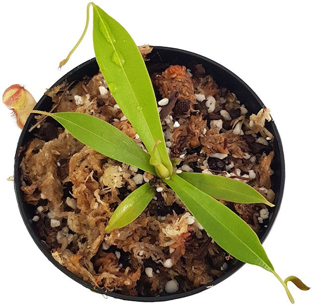 Nepenthes singalana x tenuis BE-3988