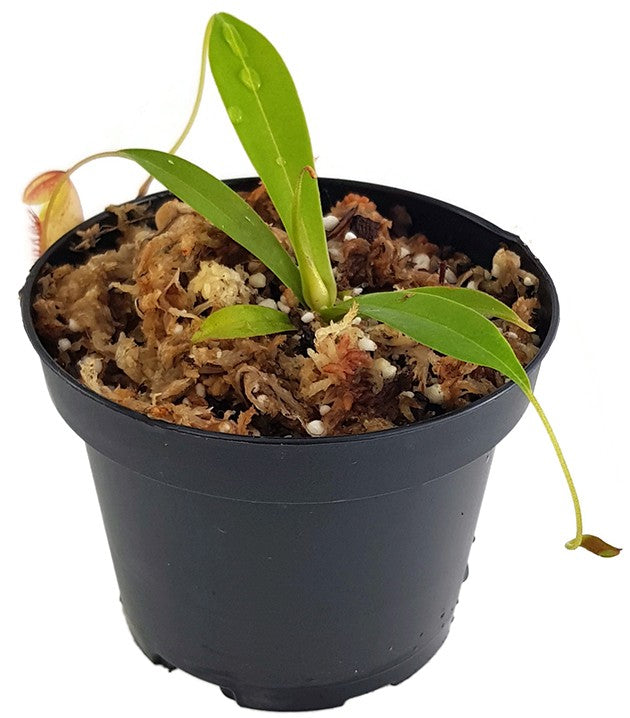 Nepenthes singalana x tenuis BE-3988