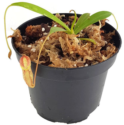 Nepenthes singalana x tenuis BE-3988