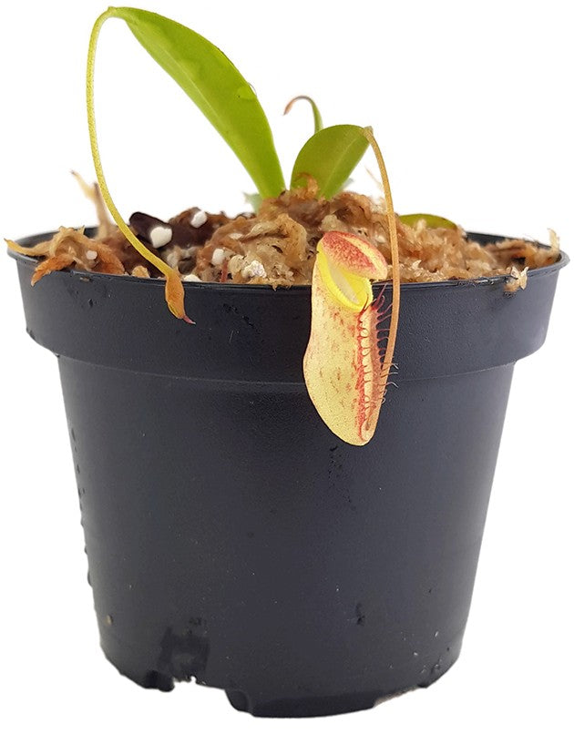 Nepenthes singalana x tenuis BE-3988