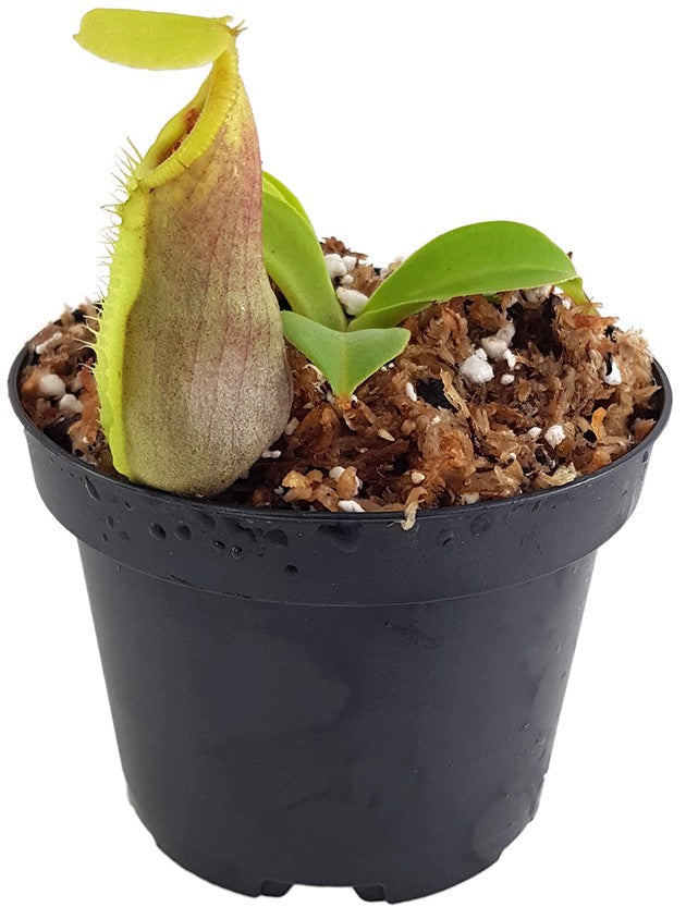 Nepenthes spathulata BE-3175